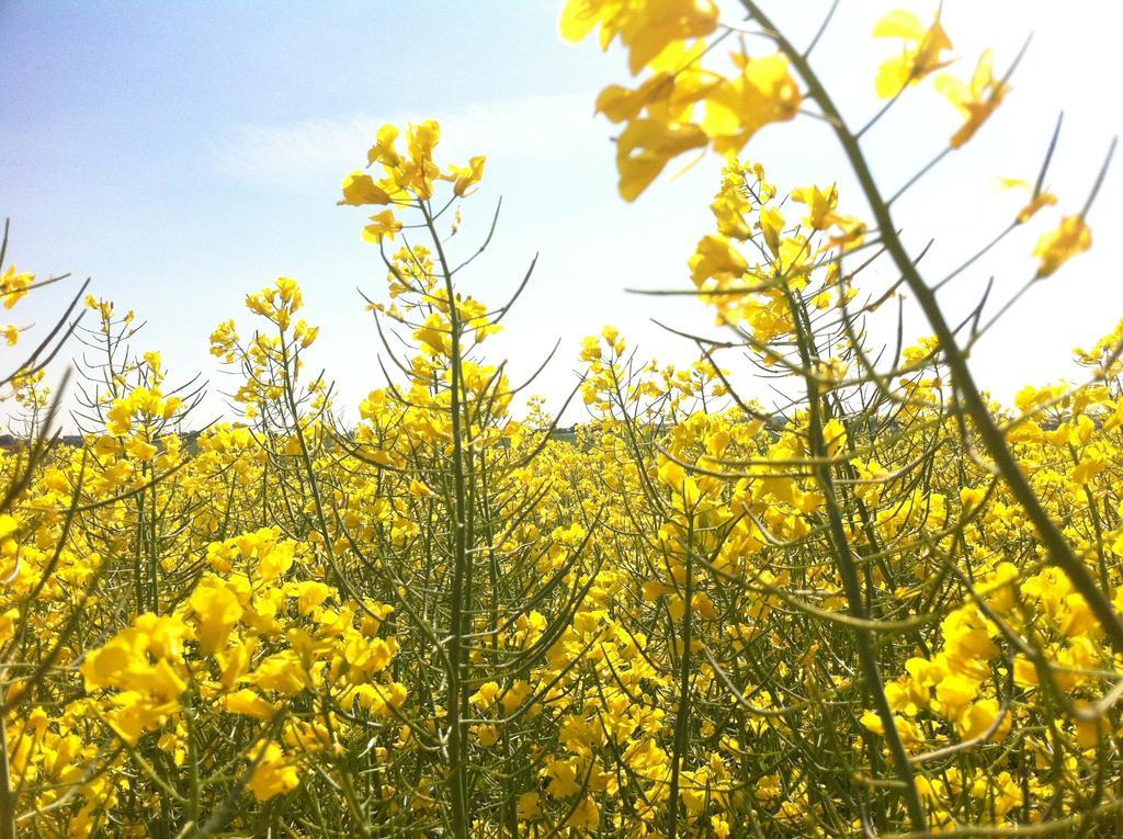 Ferienwohnungen Dargatz Lussvitz Buitenkant foto